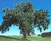 Picture of State Tree