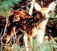 Picture of White-tailed deer