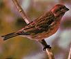 Picture of  bird
