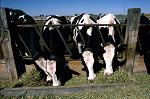Picture of cows