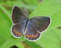 Picture of Karner Blue Butterfly