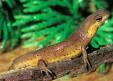 Picture of  reptile 