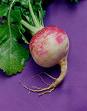 Picture of turnip
