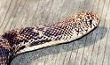 Picture of reptile 