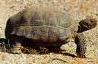 Picture of  reptile