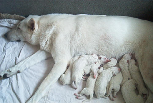 Gillian mit ihren 16 Stunden jungen Welpen