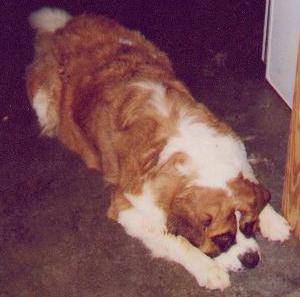 Bernadette Resting in the garage