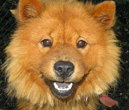 Brandi, the Chow Chow