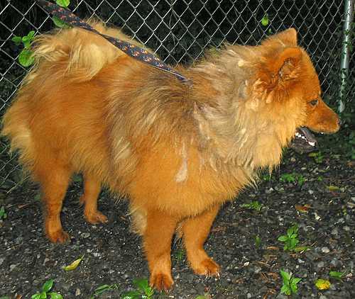 Brandi, the Chow Chow