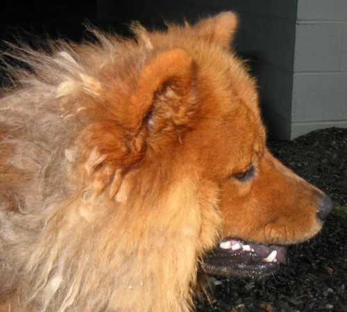 Brandi, the Chow Chow