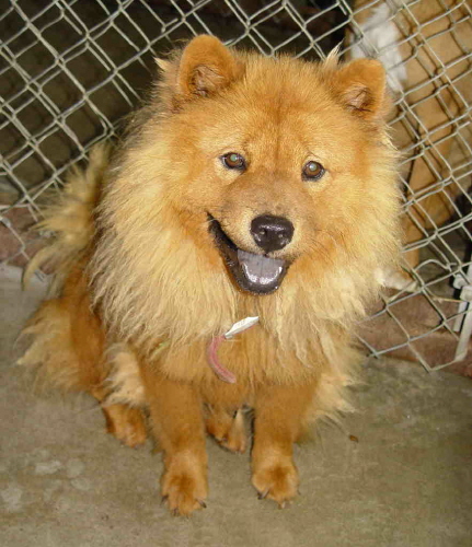 Brandi, the Chow Chow