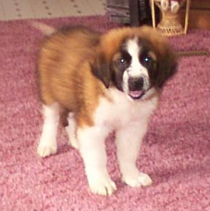 Max's puppy picture