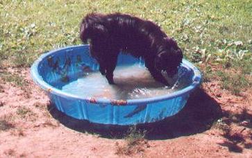 Weylin playing in his swimming pool