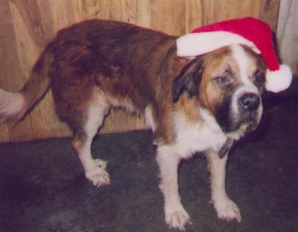 Chewy playing Santa