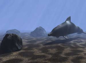 Look! Its a Dolphin!
