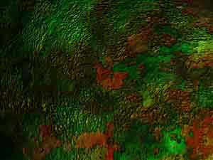 A lumpy texture