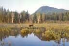 A Picture Of A Moose,
Taken From The Boat