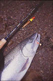 Killer Float & Jig setup