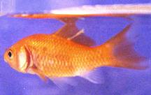 Goldfish with Anchorworm