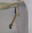 mosquito larvae
