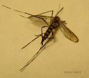 dead mosquito