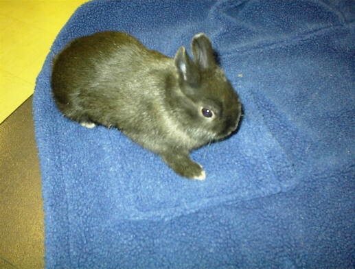 Rabbit1.JPG (83685 bytes)