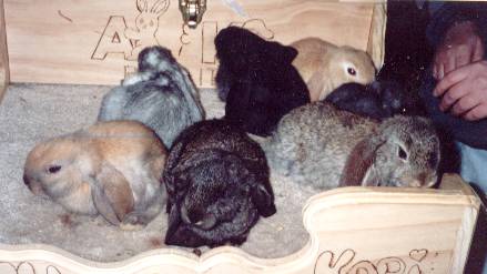 baby_lops.jpg (19768 bytes)
