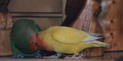 Ceasar und Cleo