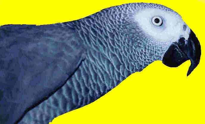 alfkopf2