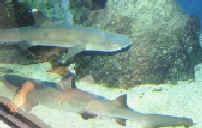 sharks.jpg (4606 bytes)