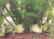 Sweet Fennel
