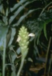 Ginger Plant