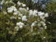 Tea Tree