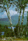 White Birch, state tree