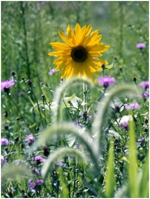 sunflower