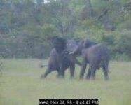 Elephants