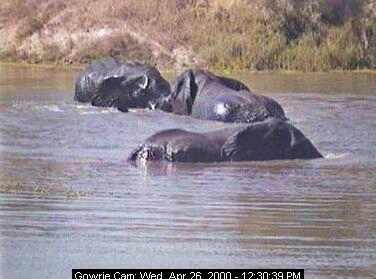 Elephants