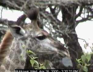Giraffe
