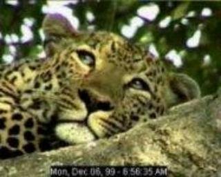 Leopard