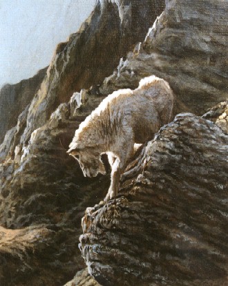 Mountain Goat