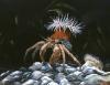 hermit crab