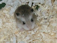 Pepsi's baby, 18 days old
