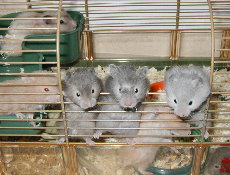 Cute Babies waiting impatiently for breakfast