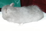 Long Haired Silver Sable