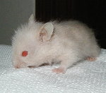 Long Haired Red Eyed Ivory