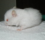 Long Haired Red Eyed White