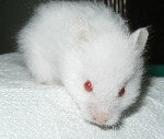 Long Haired Red Eyed White