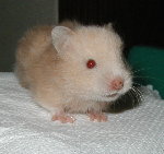 Long Haired Red Eyed Cream