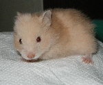 Long Haired Red Eyed Cream