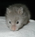 Long Haired Silver Sable